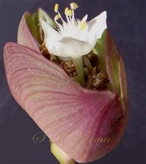  Involucre with one open flower